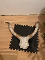 Buffel schedel met hoorns, Ophalen, Zo goed als nieuw