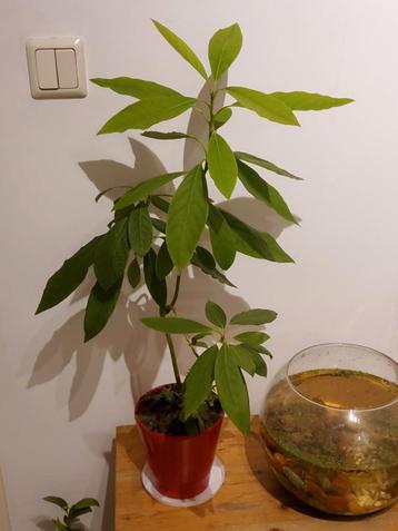 Avocado Bonsai Boompje beschikbaar voor biedingen