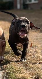 American bully pup standaard/XL (laatste teefje), Dieren en Toebehoren, Bulldog, Meerdere, Meerdere dieren, Nederland