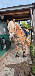 Bijrijder/verzorger gezocht voor haflinger