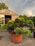 Vormsnoeibomen: Pinus, Taxus, Juniperus & meer, Bloeit niet, Overige soorten, 100 tot 250 cm, Ophalen