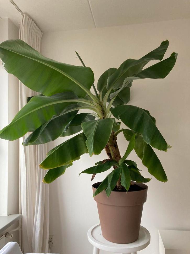 Bananen plant (musa) prachtig en gezond 1.50/1.50 cm, Huis en Inrichting, Kamerplanten, Minder dan 100 cm, Halfschaduw, Ophalen
