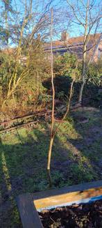 Walnoot boompje, Tuin en Terras, Planten | Bomen, Ophalen, Volle zon, Overige soorten