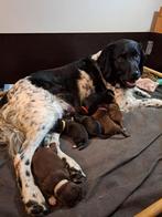 Friese Stabij x Nova Scotia duck tolling retriever pups, Dieren en Toebehoren, Overige rassen, 8 tot 15 weken, Meerdere dieren