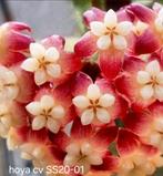 Hoya cv SS20-01, Huis en Inrichting, Kamerplanten, Overige soorten, In pot, Minder dan 100 cm, Bloeiende kamerplant