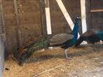 Mooie blauwe Pauw haan, Dieren en Toebehoren, Mannelijk, Kip