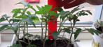 tomatenplanten, Tuin en Terras, Planten | Tuinplanten, Lente, Ophalen, Groenteplanten, Eenjarig