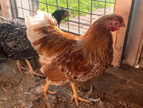 Isa Brown leg hennen, Dieren en Toebehoren, Pluimvee, Kip, Vrouwelijk
