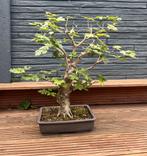 bonsai, veldesdoorn, Tuin en Terras, Planten | Bomen, Minder dan 100 cm, Overige soorten, Ophalen
