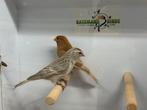 Kleine barmsijs - Acanthis cabaret, Dieren en Toebehoren, Meerdere dieren, Wildzangvogel, Geringd