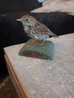 Taxidermie,Taxidermy Opgezette "boomleeuwerik"  Vogel, Ophalen of Verzenden, Zo goed als nieuw, Vogel, Opgezet dier