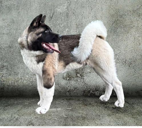 6 maanden oude Amerikaanse Akita reu als gezelschapshond, Dieren en Toebehoren, Honden | Poolhonden, Keeshonden en Oertypen, Reu