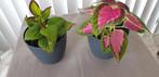 2 kleine siernetels met nieuwe bloempot, Ophalen, Overige soorten, Halfschaduw, In pot