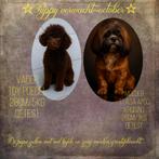 Poedel pups, Dieren en Toebehoren, CDV (hondenziekte), 8 tot 15 weken, Meerdere, Meerdere dieren
