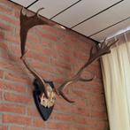 Prachtig gewei., Ophalen, Zo goed als nieuw, Hert, Gewei of Kop