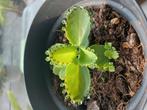 Mala Madre / Mother of thousands, Ophalen, Overige soorten, In pot, Minder dan 100 cm