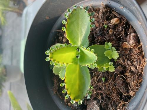 Mala Madre / Mother of thousands, Huis en Inrichting, Kamerplanten, Overige soorten, Minder dan 100 cm, Bloeiende kamerplant, Volle zon