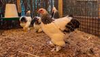 Overname kippen en andere dieren