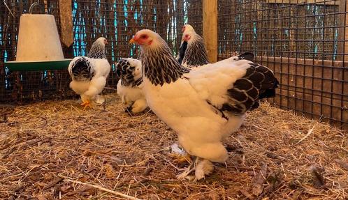 Overname kippen en andere dieren, Dieren en Toebehoren, Pluimvee, Kip, Meerdere dieren