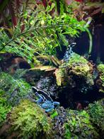 Gifkikkers, bewezen trio