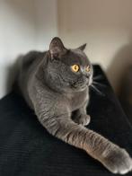 Lieve Britse Korthaar (6 jaar) zoekt nieuw thuis, Dieren en Toebehoren, Poes