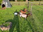 4 dwerggeit ooitjes, Dieren en Toebehoren, Schapen, Geiten en Varkens