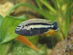 auratus malawicichlde 10cm te koop man, Dieren en Toebehoren, Vissen | Aquariumvissen, Vis, Zoetwatervis
