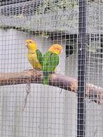 Witbuik caique man, Mannelijk, Papegaai, Geringd