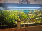 Aquarium decoratie, planten, Ophalen of Verzenden, Zo goed als nieuw, Plant(en), Steen of Hout