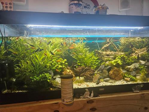Aquarium decoratie, planten, Dieren en Toebehoren, Vissen | Aquaria en Toebehoren, Zo goed als nieuw, Plant(en), Steen of Hout