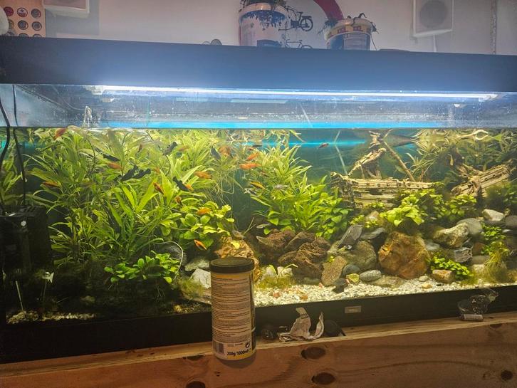 Aquarium decoratie, planten, Dieren en Toebehoren, Vissen | Aquaria en Toebehoren, Zo goed als nieuw, Plant(en), Steen of Hout