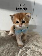 Britse Korthar Golden en Black Golden, Dieren en Toebehoren, Katten en Kittens | Raskatten | Korthaar, Kater, Ontwormd, 0 tot 2 jaar
