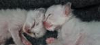Ragdoll kittens stamboom - erkende cattery/geteste ouders, Dieren en Toebehoren, Katten en Kittens | Raskatten | Langhaar, Meerdere dieren