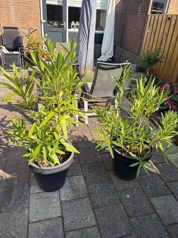 Oleander wit inclusief pot beschikbaar voor biedingen