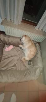 Lieve hond zoekt nieuw, rustig thuis ️ ( Kruising ), Dieren en Toebehoren, Ophalen of Verzenden, Zo goed als nieuw