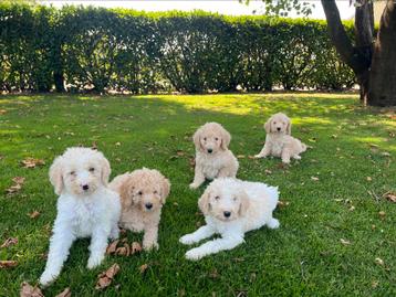 Mooie LABRADOODLE pups beschikbaar voor biedingen