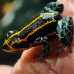 Ranitomeya imitator 'Yurimaguensis', Amfibie, 0 tot 2 jaar