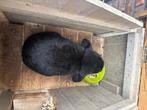 Konijntje Gratis, Dieren en Toebehoren, Konijnen, Vrouwelijk, Klein, 0 tot 2 jaar