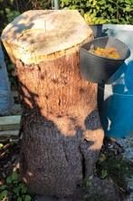 Set van 4 houten boomstammen/ cedar hout/, kachel hout, Ophalen of Verzenden