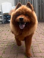 Chow chow reu, Dieren en Toebehoren, Reu, CDV (hondenziekte), 1 tot 2 jaar, Poolhond