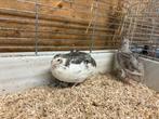 Celadon kwartels. 2 hennen, Meerdere dieren, Overige soorten