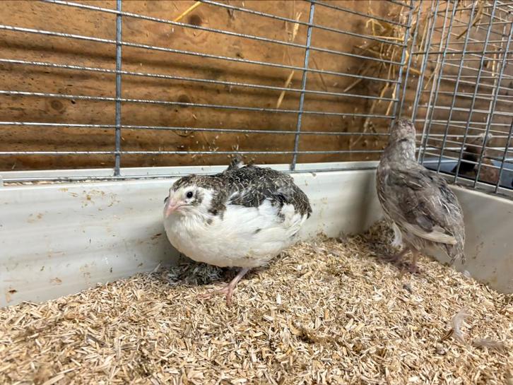 Celadon kwartels. 2 hennen, Dieren en Toebehoren, Pluimvee, Overige soorten, Meerdere dieren
