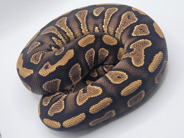 Koningspython- python regius- ballpython