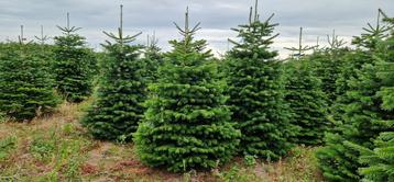 Nordmann Kerstbomen rechtstreeks uit Denemarken beschikbaar voor biedingen