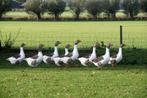 Twentse landganzen gezocht, Dieren en Toebehoren, Meerdere dieren, Eend