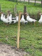 mooie jonge ganzen te koop, Dieren en Toebehoren, Pluimvee, Meerdere dieren, Gans of Zwaan