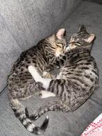 Lieve, speelse kittens te koop – direct beschikbaar, Dieren en Toebehoren, Meerdere dieren, Kortharig, 0 tot 2 jaar