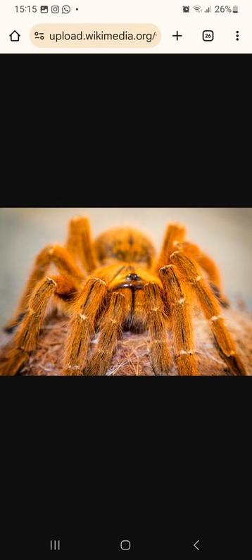 Pterinochilus Murinus(Orange Baboon Tarantula). beschikbaar voor biedingen