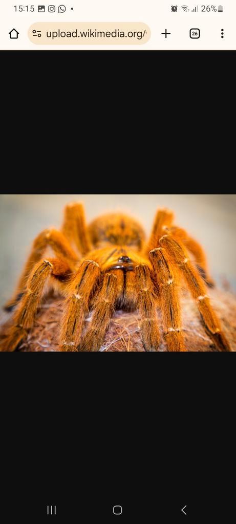 Pterinochilus Murinus(Orange Baboon Tarantula)., Dieren en Toebehoren, Insecten en Spinnen, Spin of Schorpioen