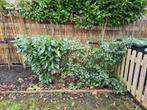 WEG is WEG GRATIS 5 X STRUIKEN ZONDAG 22 FEBRUARI OPHALEN, Tuin en Terras, Ophalen, Laurier, Struik, Minder dan 100 cm